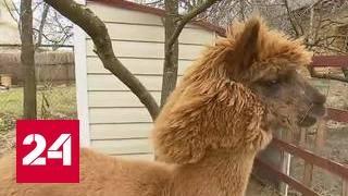 В Куркине снесли ферму российских альпака