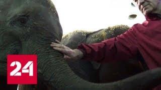 "Уголок Дурова" получил в подарок слонят из Мьянмы и объявит конкурс на лучшие имена - Россия 24
