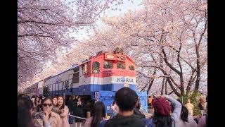 Follow me to경화역 벚꽃축제~韓國必去！