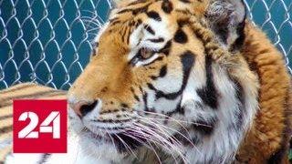 В американском зоопарке погиб амурский тигр из Москвы - Россия 24