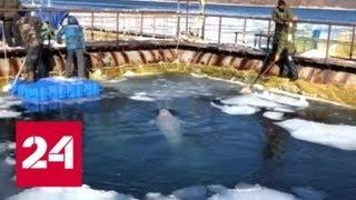В Приморье на острове Русский появится центр содержания морских животных - Россия 24