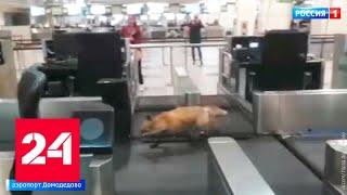Ночная гостья: в аэропорту Домодедово заметили лису - Россия 24