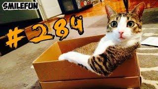КОШКИ 2019 ПРИКОЛЫ С КОШКАМИ Смешные коты и котики Funny Cats