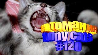 Смешные коты | Приколы с котами | Видео про котов | Котомания # 120