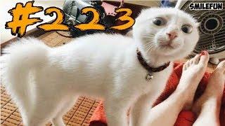КОТЫ 2019 Смешные кошки приколы с кошками и котами до слез – смешные коты – Funny Cats