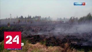 МЧС: чиновники усугубили ситуацию с пожарами, но первопричина не в них - Россия 24
