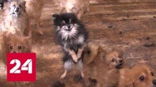 В Тюмени полицейские взломали собачий приют, чтобы спасти животных - Россия 24