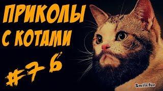 Смешные кошки и коты 2017 Приколы с котами и кошками 2017 Funny Cats Compilation