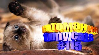 Смешные коты | Приколы с котами | Видео про котов | Котомания # 115