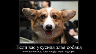 ТОП Самые Смешные демотиваторы про собак Видео демотиватор youtube смех в картинках мемы про собак