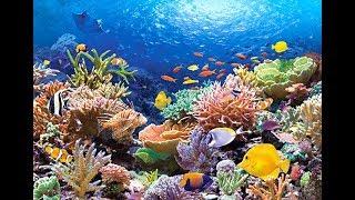 Эту красоту надо видеть Царство подводных рифов кораллов на острове Херон  уникальные пернатые