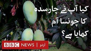 Chaunsa from Charsadda: Is this the best mango in Pakistan? - BBC URDU