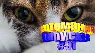 Смешные коты | Приколы с котами | Видео про котов | Котомания # 91