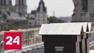 Пчелы, живущие в соборе Парижской Богоматери, выжили после пожара - Россия 24