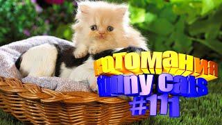 Смешные коты | Приколы с котами | Видео про котов | Котомания # 111