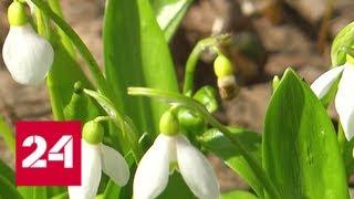 Столичные медики предупредили аллергиков о раннем цветении деревьев - Россия 24