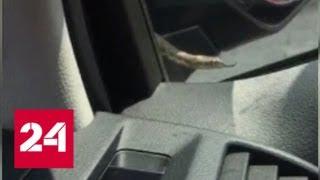 Зайцем до Москвы: водитель обнаружил змею прямо на лобовом стекле - Россия 24