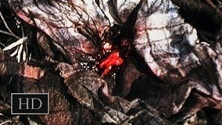 Ведьма из Блэр (1999) - Здесь всё в крови