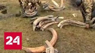 Неполезные ископаемые: Госдума заинтересовалась бивнями мамонтов - Россия 24