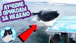 ЛУЧШИЕ ПРИКОЛЫ ЗА НЕДЕЛЮ 
