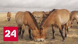 Экология жизни. Специальный репортаж Андрея Шляпникова - Россия 24