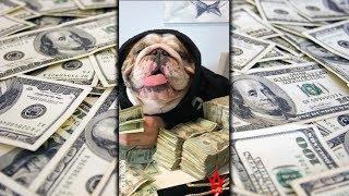 OG Millionaire Dog #Tigger [Richest Dog in The World] Funny Video Skits New 2018