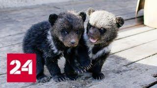 Бурятские полицейские выселили из отеля двух медвежат - Россия 24