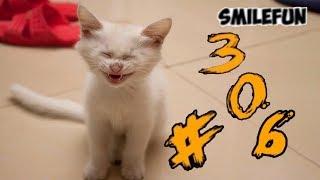 КОТЫ 2020 ПРИКОЛЫ С КОШКАМИ Смешные Коты и Котики 2020 Funny Cats