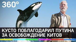 Кусто поблагодарил Путина за освобождение китов