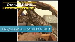 Смешные животные 10 видео приколы с животными   Яндекс Видео