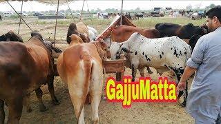 Gajjumatta Visit Mandi Rohi Wala Nullah High Rat  Part 1