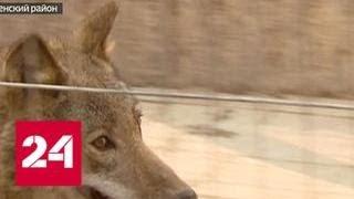 Житель Подмосковья терроризирует соседей волком - Россия 24