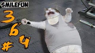 СМЕШНЫЕ КОТЫ 2020 КОШКИ Приколы С Котами и Кошками 2020 Funny Cats