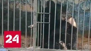 Контрабандист в клетке: попытка вывезти редких диких животных закончилась задержанием - Россия 24