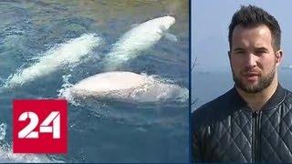 В "китовой тюрьме" могут оказаться моржи - Россия 24
