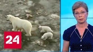 В Арктике выросла популяция белых медведей - Россия 24
