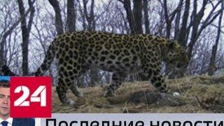 В Приморье в объектив фотоловушки попали сразу два дальневосточных леопарда - Россия 24