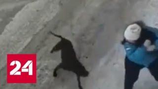 На Камчатке бойцовская собака изранила беременную женщину и ее питомца - Россия 24