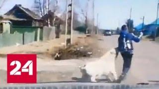 Спасли от зубов гигантского пса: нападение агрессивной собаки на школьника попало на видео - Росси…
