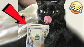 СМЕШНЫЕ ЖИВОТНЫЕ 2019 / ПРИКОЛЫ КОТЫ СОБАКИ, ЛУЧШИЕ ПРИКОЛЫ с Кошками и Собаками Funny Cats