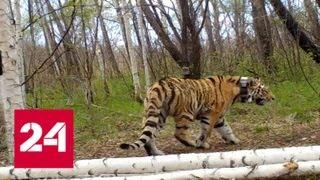 В Амурской области выпустили на волю двух молодых тигров - Россия 24