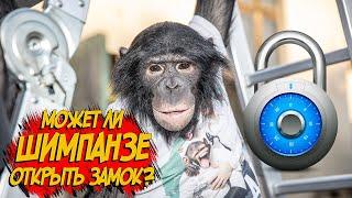 ФАНТАСТИКА!!! Шимпанзе открывает замок Дан Запашный и приколы обезьян на улице Смешные животные 2020