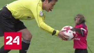 Матч японской футбольной лиги открыла обезьяна - Россия 24