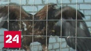 В Брянской области вынесли оправдательный приговор спасителю краснокнижных птиц - Россия 24