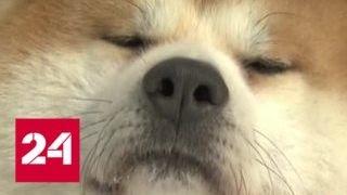 Японцы впервые показали щенка, которого подарят Алине Загитовой - Россия 24