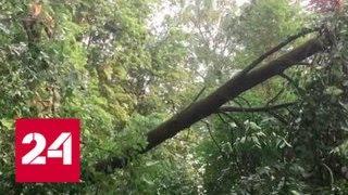 Ураган во время жары: в Московской области ветер валил деревья - Россия 24