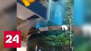 "Воду черпают из эскалатора": гигантский аквариум протек в московском ТРЦ - Россия 24