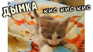 ✅КОТЁНОК ДЫМКА // КОШКИ 2019 // Funny Cats // СМЕШНЫЕ ЖИВОТНЫЕ // ПРИКОЛЫ // КОТЫ СОБАКИ И ДРУГИЕ