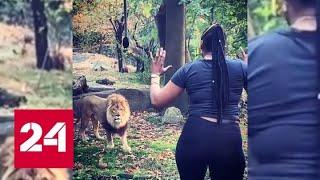 Посетительница зоопарка ради танца забралась в вольер со львами - Россия 24