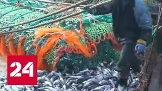 Минтай из России: рыболовные хозяйства на Аляске оказались на грани разорения - Россия 24
